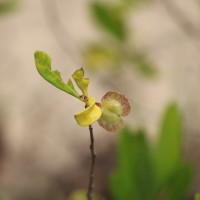 Dodonaea viscosa Jacq.